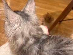-滚猫咖啡·猫咖·猫友好撸猫(未来城店)