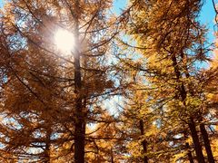 -塞罕坝国家级自然保护区