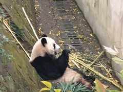 门面-成都大熊猫繁育研究基地