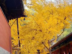 -闻道食府烙饼卷带鱼(原车耳营店原大觉寺店)