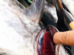 -青岛沙子口国家中心渔港