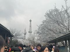 -紫金山山顶公园