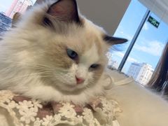 -怪兽屋·羊驼·猫咖·狗咖(俊华广场店)