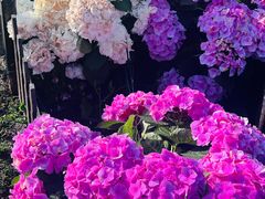 -荷兰花海