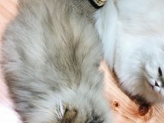 -猫亿天猫咖