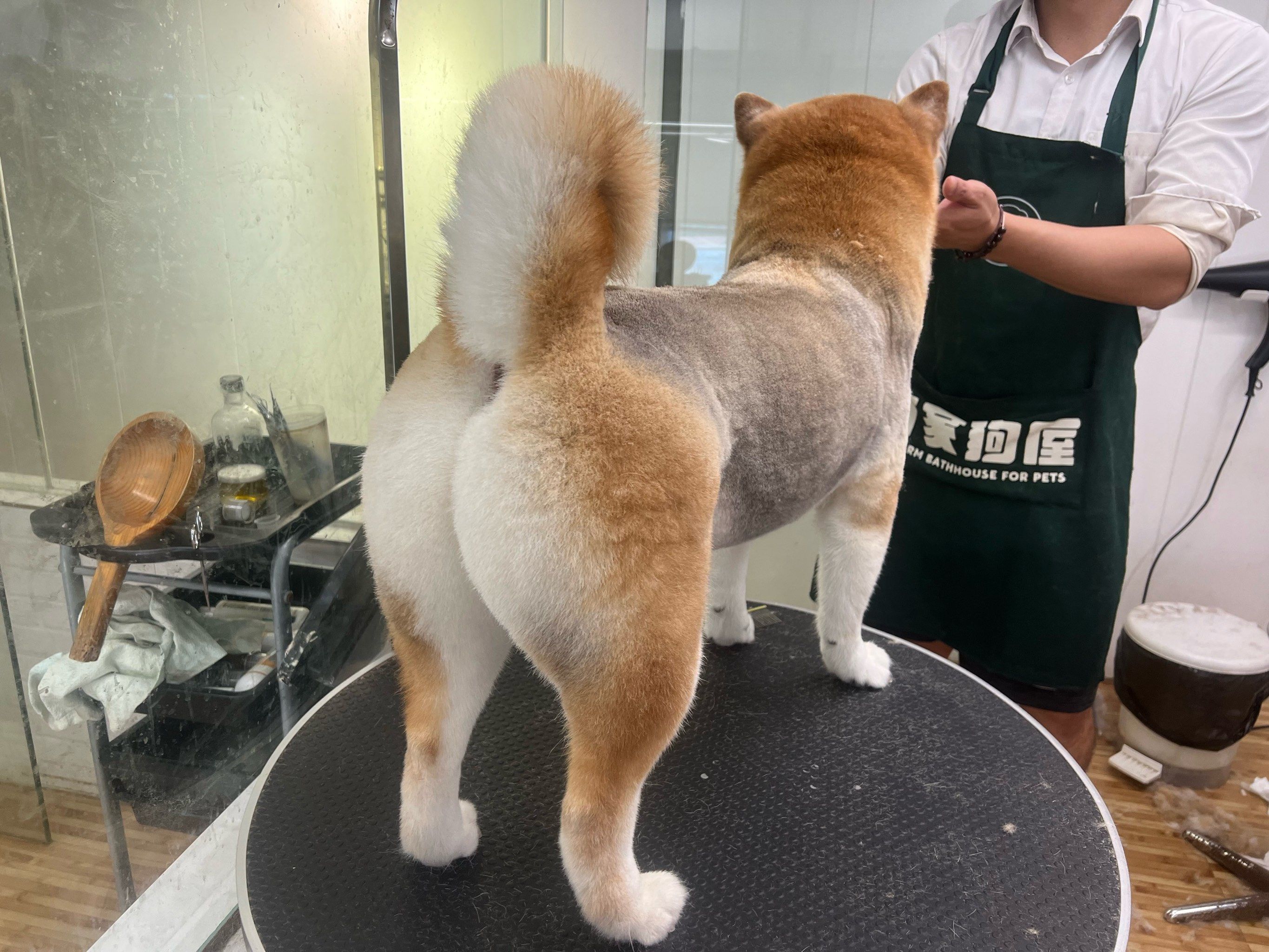 苏哥#柴犬造型#有家狗屋#美容