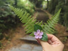 -龙脊梯田