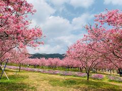 -天适樱花悠乐园