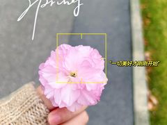 -顾村公园
