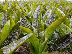 -武汉紫薇都市田园