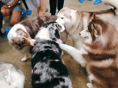 -TrueLove @ Neverland (Husky Cafe)
