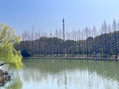 -顾村公园
