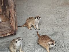 -大连森林动物园