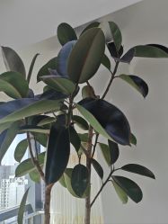 -HEYAN荷妍专业脱毛连锁机构