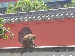 -黔灵山公园