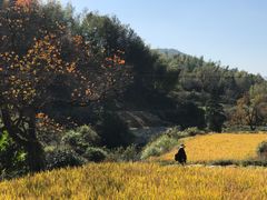 -塔川景区