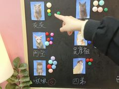-喵园·猫主题咖啡厅·撸猫·猫咖(国贸店)