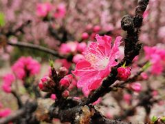 -白塘生态植物园
