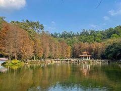 -深圳仙湖植物园