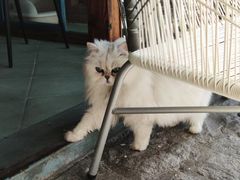 -喵屿·大理花园猫咖