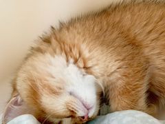 -东方名猫馆·英短金渐层布偶猫舍(环线广场1号楼店)