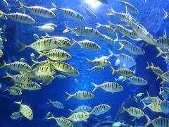 -太平洋海底世界