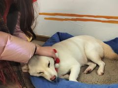 -柴迷FANS CLUB·柴犬狗咖·猫咖