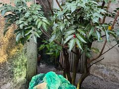 -艺术食堂(创意料理)