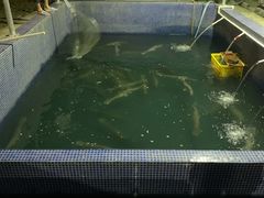 活生生的鸭嘴鱼-鸿渡渔庄·特色鸭咀鱼