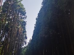 -武陵山森林公园