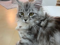 -喵宠乐园·撸猫互动·猫舍