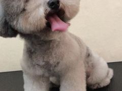 -宠物梦想家(日月豪庭店)