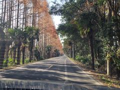 -上海海湾国家森林公园