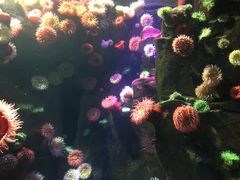 -瑞普利水族馆