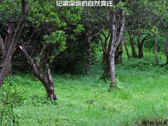 -华侨城湿地公园