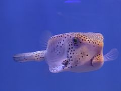 -石家庄极地海洋世界