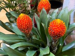 -双季花艺园艺市场(浦东店)