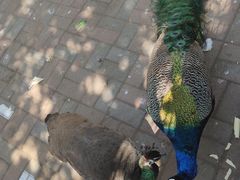 -长白岛森林公园