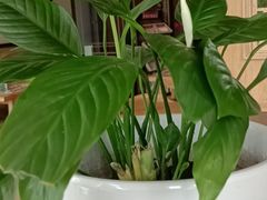 -小六汤包·老字号·中华名小吃(公园南路店)