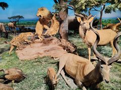 -国家自然博物馆