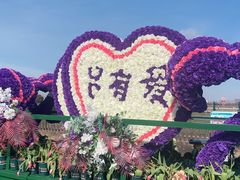 -荷兰花海