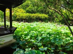 -上海醉白池公园