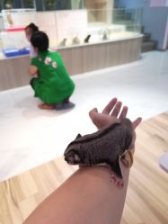 -Moni星球萌宠·小马宝莉·灵蛇·高端高阶全萌宠互动体验俱乐部(红豆国际广场店)