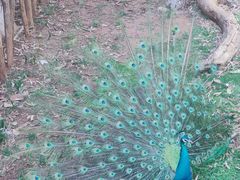 -昆明动物园