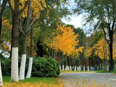 -贡湖湾湿地公园