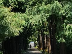 -上海滨江森林公园