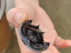 -红树林天天赶海