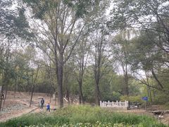 -云岗森林公园
