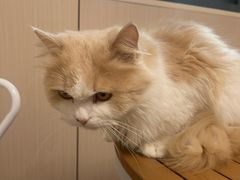 -唐小姐の私宠·宠物洗护美容·撸猫馆·购宠(周浦万达旗舰店)