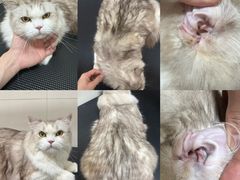 -悠尼宠物·独立低压伊珊娜洗护·美容·寄养(兰谷路店)